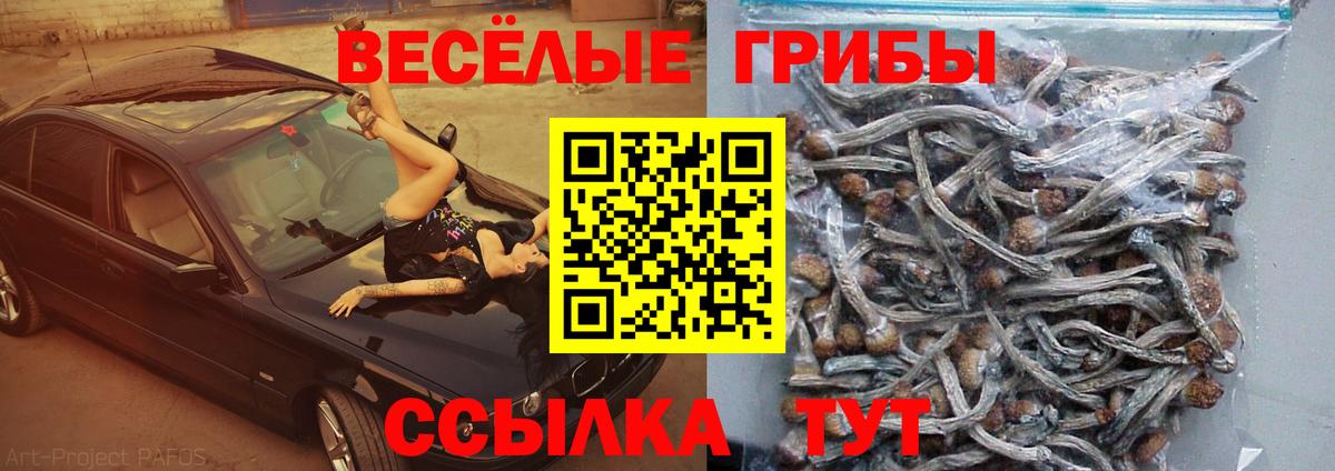Псилоцибиновые грибы Psilocybe  Вход с VPN  Похвистнево 